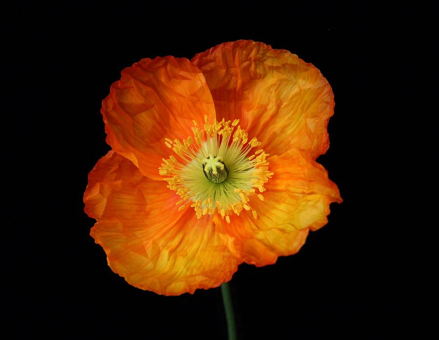 Poppy Photograph - Orange Yellow Poppy by Carol Welsh