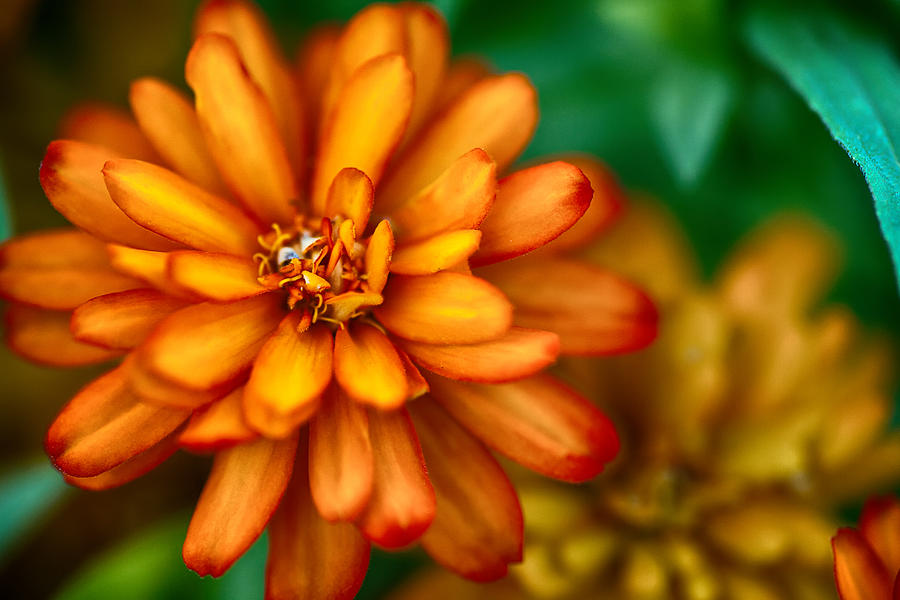 Orange You Glad Youre A Flower Photograph by Sennie Pierson