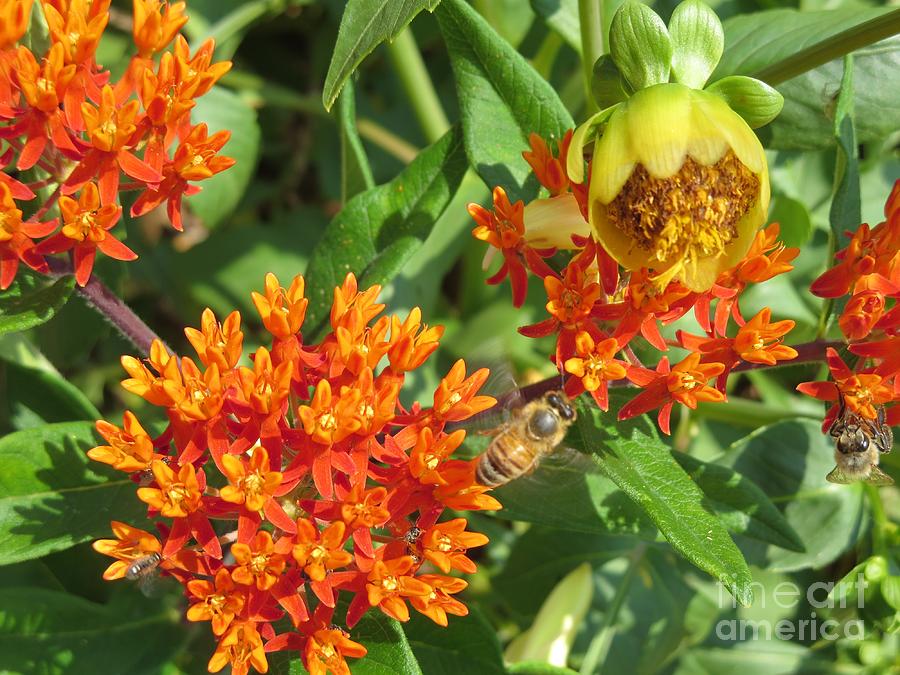 Orange You Happy Honey Bees? Photograph by Kimberlee Baxter