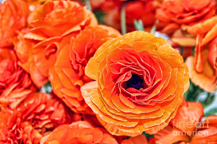 Orange You Happy Ranunculus Flowers By Diana Sainz Photograph by Diana Raquel Sainz