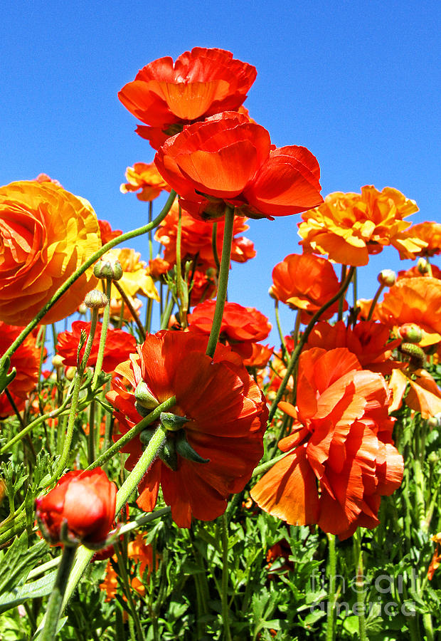 Orange You Ready Ranunculus Flowers By Diana Sainz  Photograph by Diana Raquel Sainz