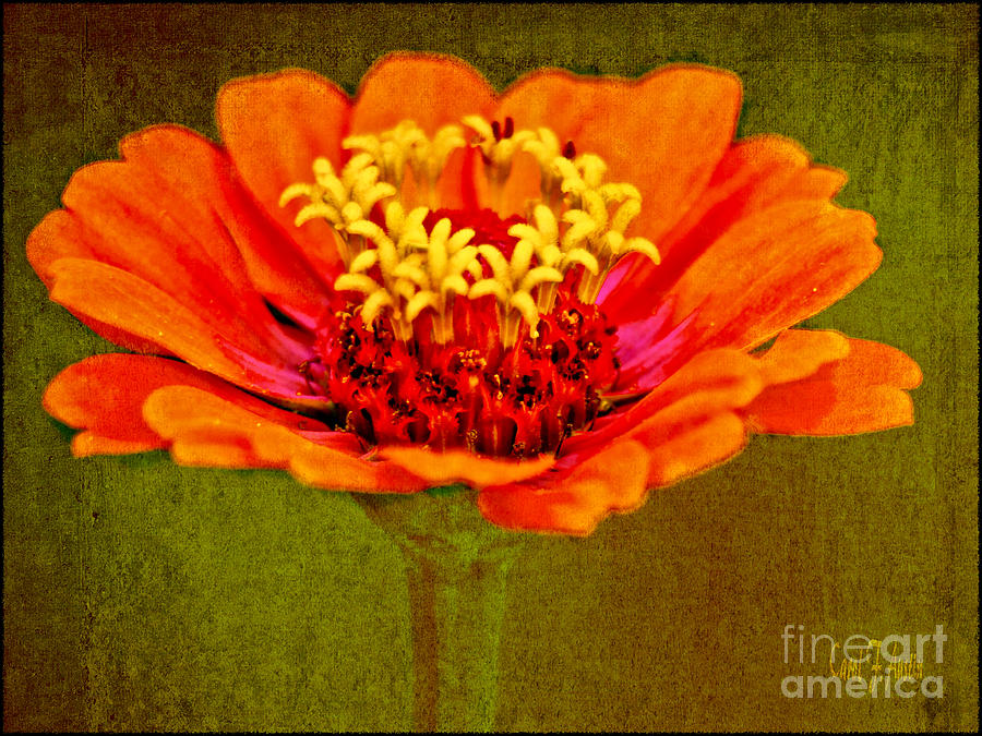 Orange Zinnia Flower Close-up Photograph by Carol F Austin
