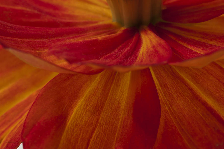 Orange Zinnia Flower Petals - Macro  Photograph by Sandra Foster