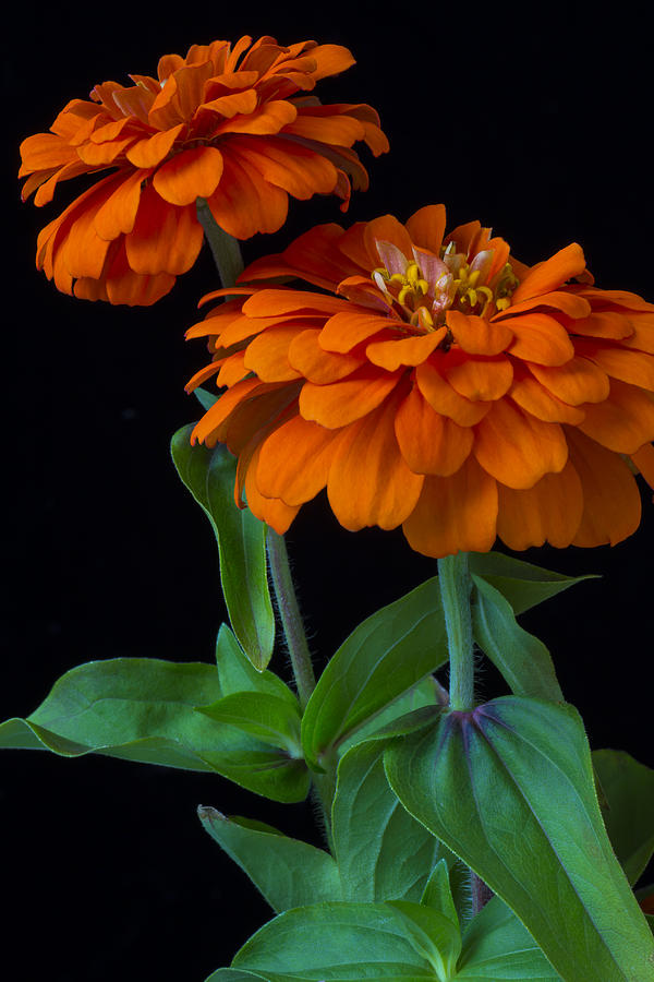 Flower Photograph - Orange zinnia by Garry Gay