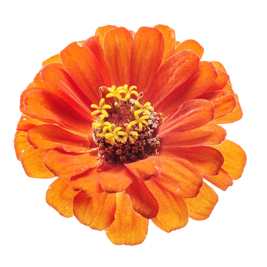 Orange Zinnia portrait on white Photograph by Vishwanath Bhat - Fine ...