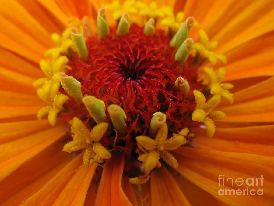 Unique Photograph - Orange Zinnia. Up Close And Personal by Ausra Huntington nee Paulauskaite