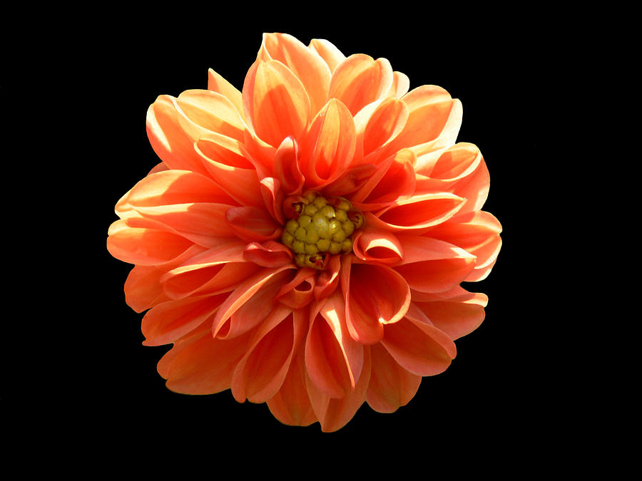 Flowers Still Life Photograph - Orangeman by Doug Norkum