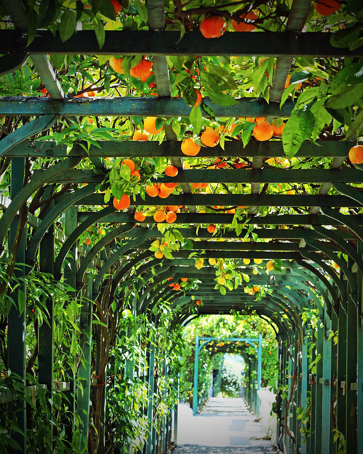Oranges and Lemons on a Green Trellis Photograph by Brooke T Ryan