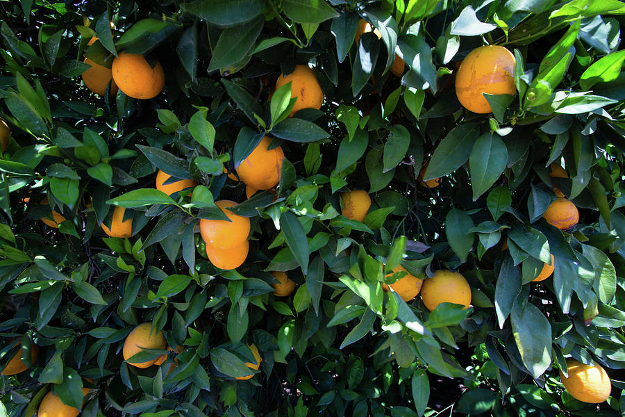 Oranges Growing On A Tree, California Photograph by Panoramic Images