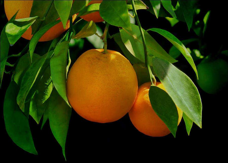 Tree Photograph - Oranges by Nikolyn McDonald