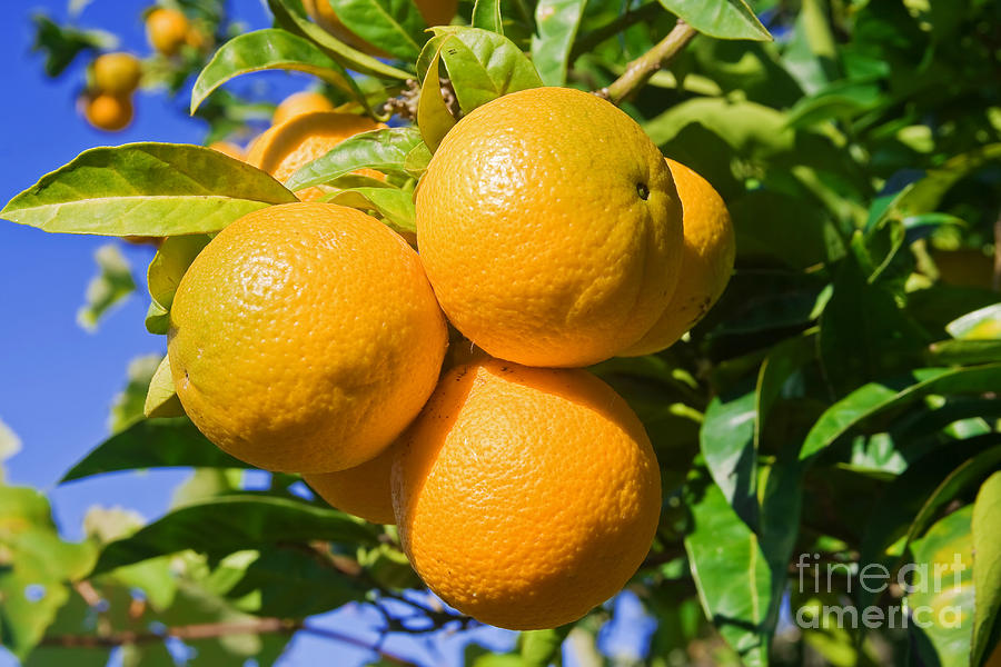 Oranges on a tree Photograph by Antonio Scarpi