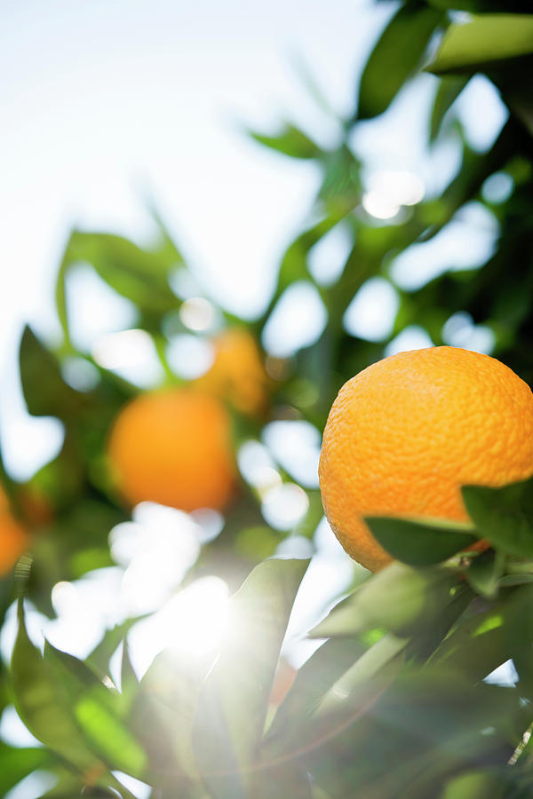 Oranges On Tree, Close-up Photograph by Johner Images