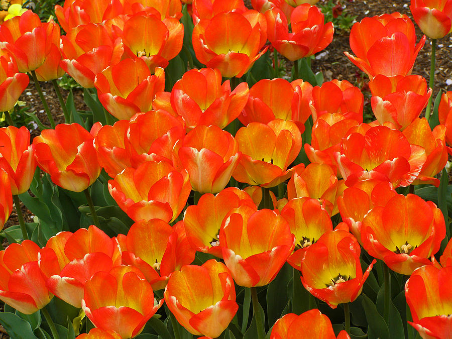 Oranges Tulips Photograph by Tikvahs Hope