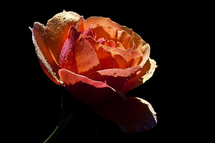 Rose Photograph - Orangette by Doug Norkum