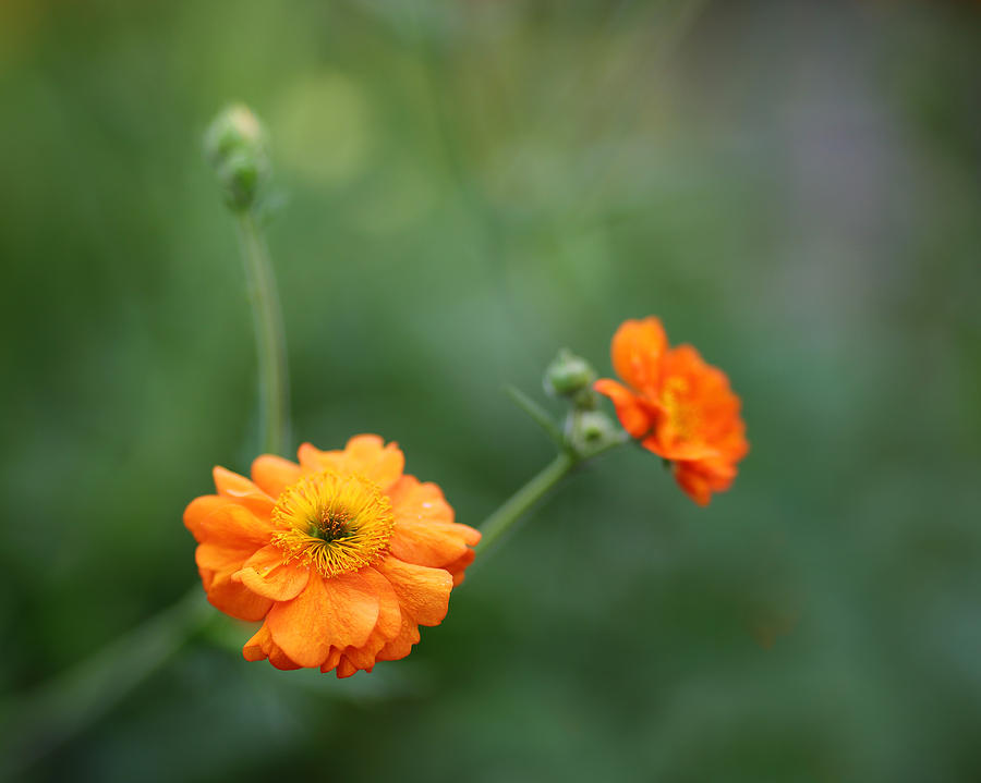 Spring Photograph - Orangies by Rebecca Cozart