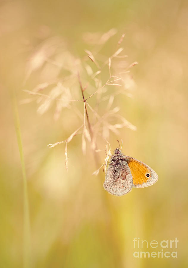 Butterfly Photograph - Orangle butterfly sitting on a dry grass by Jaroslaw Blaminsky