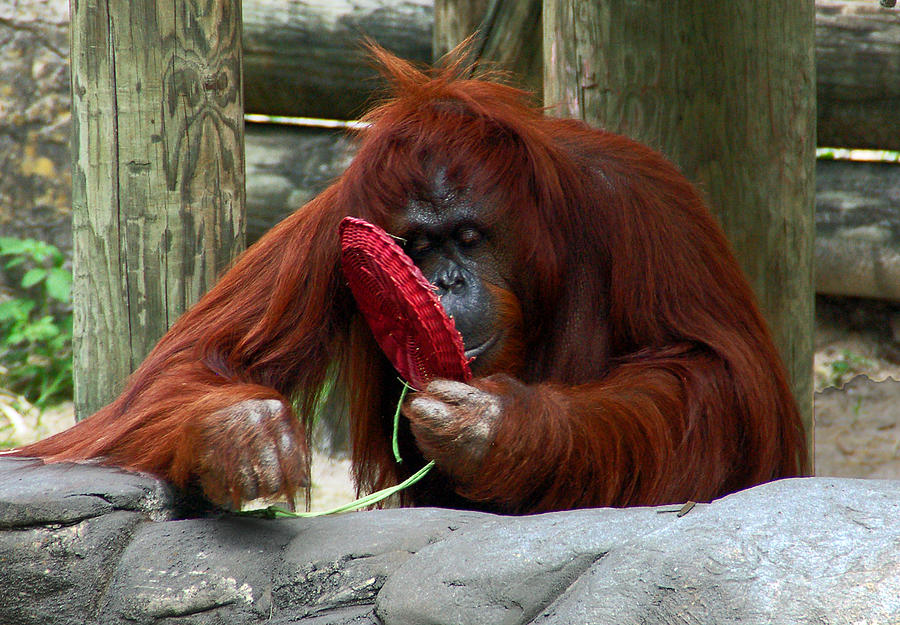 Orangutan 2 Photograph by Aimee L Maher ALM GALLERY
