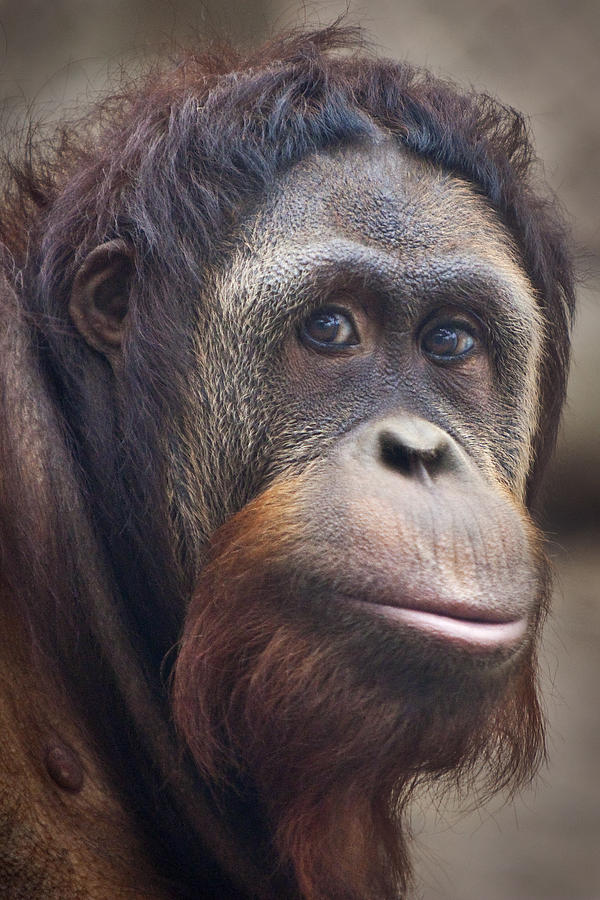 Orangutan Photograph