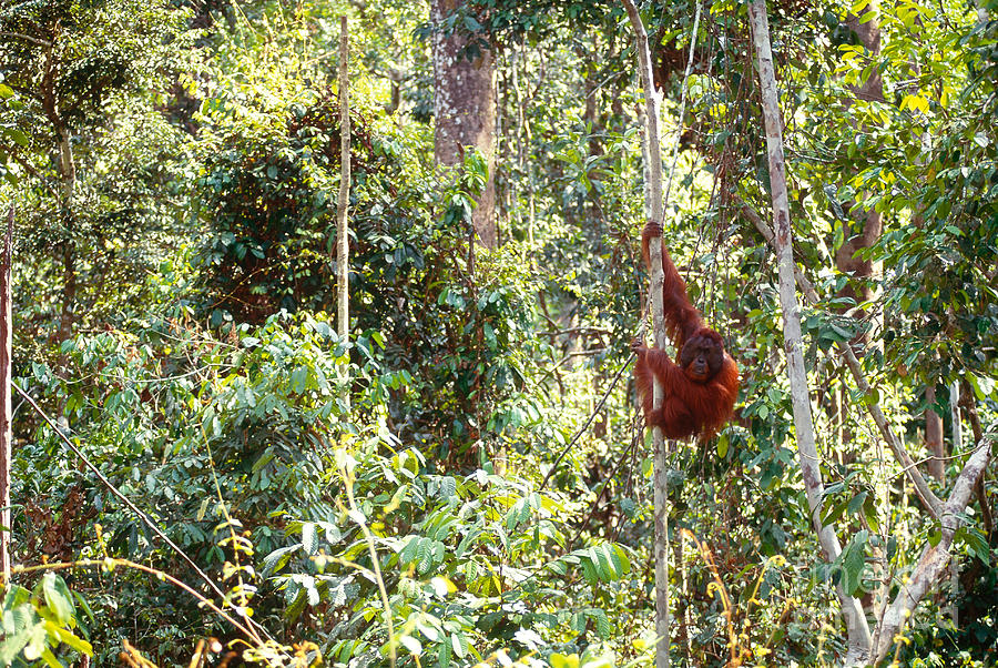 Orangutan Photograph by Art Wolfe