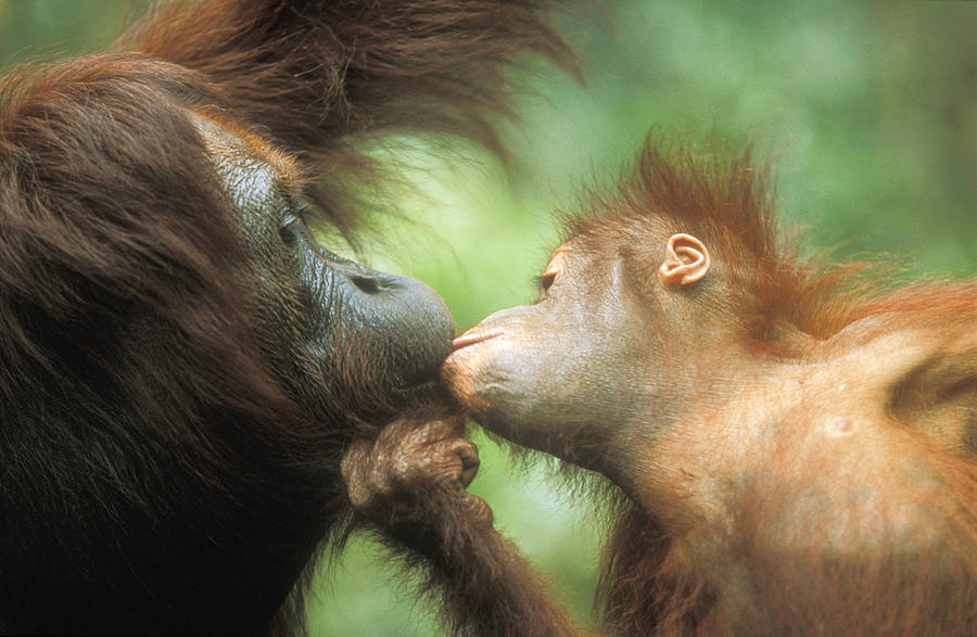 Orangutan Baby And Adult Photograph by M. Watson