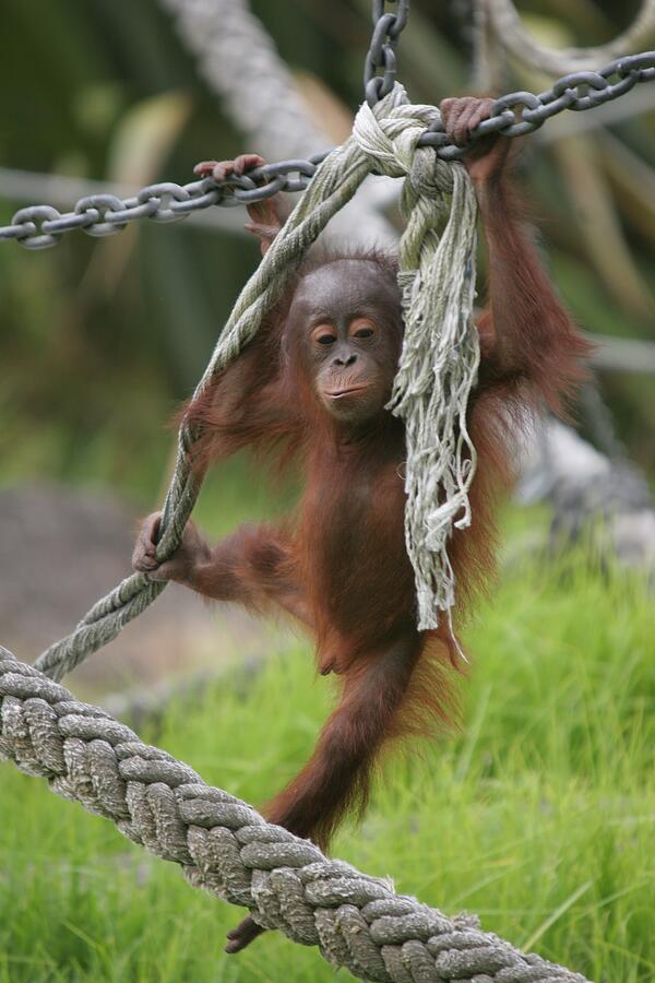 Orangutan Baby Rope Play Photograph