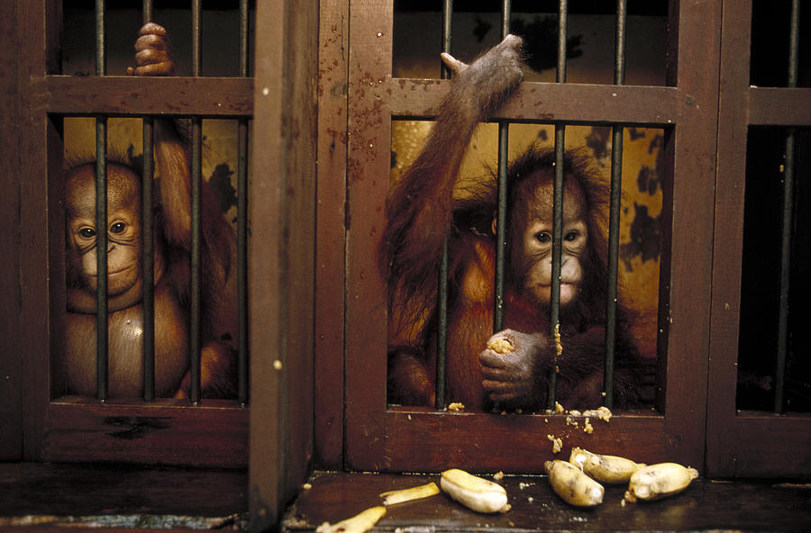 Orangutan Baby In Rehab Center Borneo Photograph by Konrad Wothe