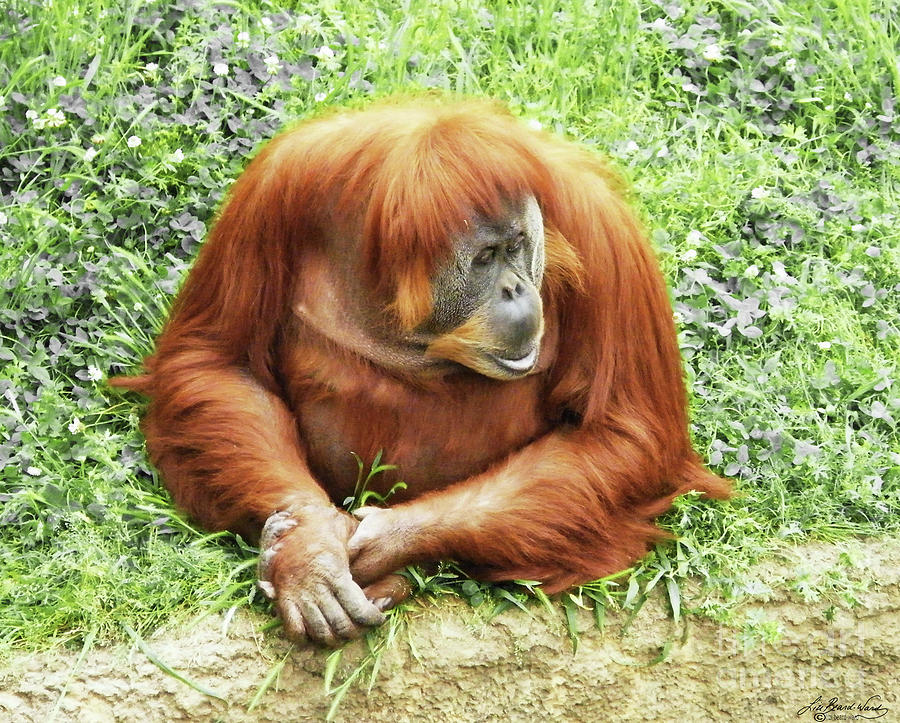 Orangutan by Half Photograph by Lizi Beard-Ward