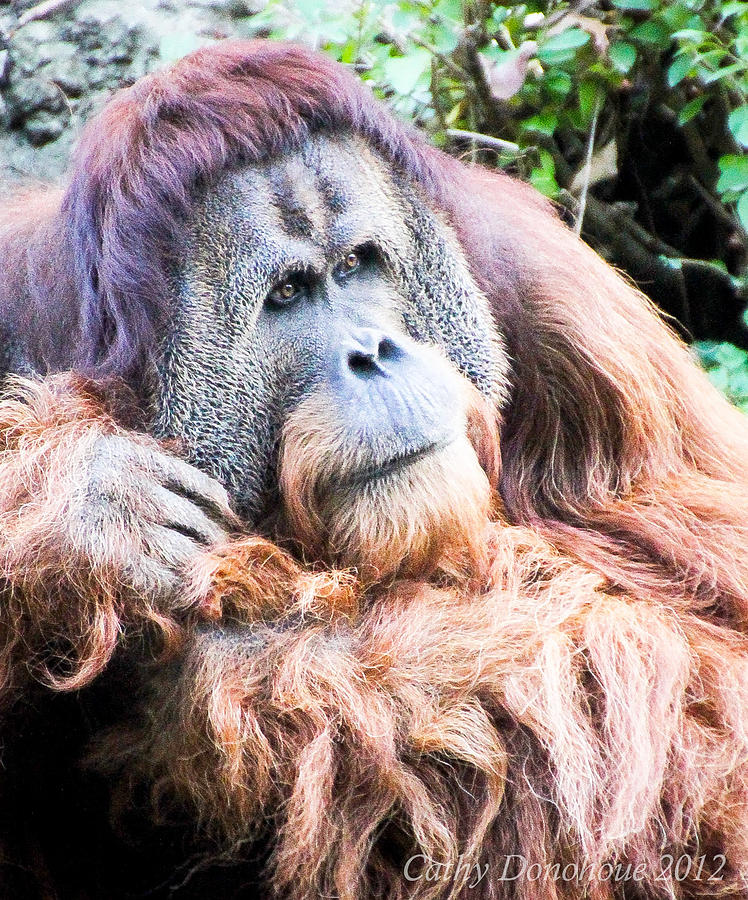 Orangutan  Photograph by Cathy Donohoue