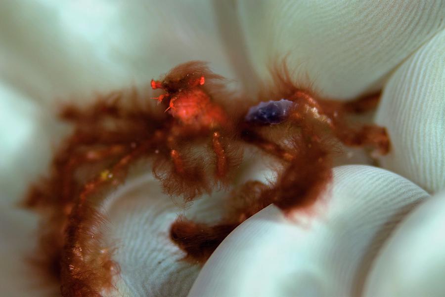  Orangutan Crab  On Bubble Coral Photograph by Scubazoo 