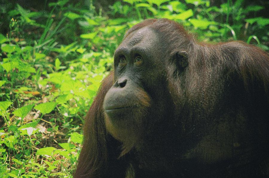 Orangutan Photograph by Dennis Baswell