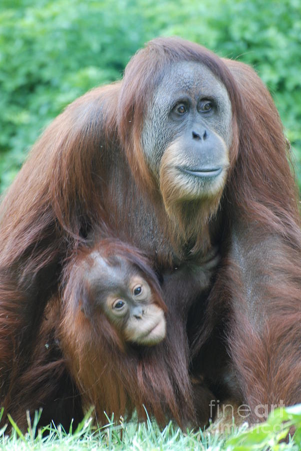 Orangutan Photograph by DejaVu Designs