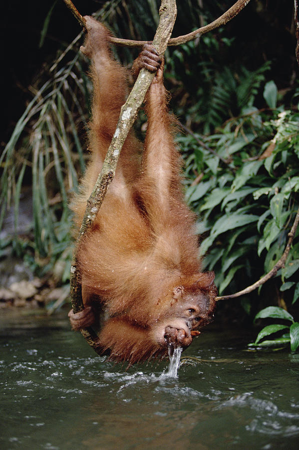 Orangutan Drinking From River Sumatra Photograph by Konrad Wothe