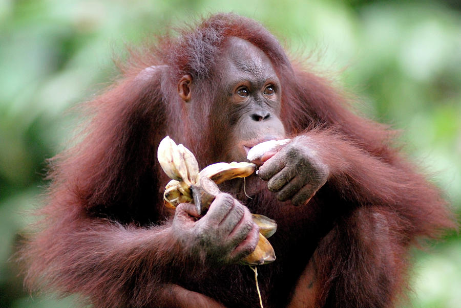  Orangutan  Eating Bananas  Photograph by Sinclair Stammers 