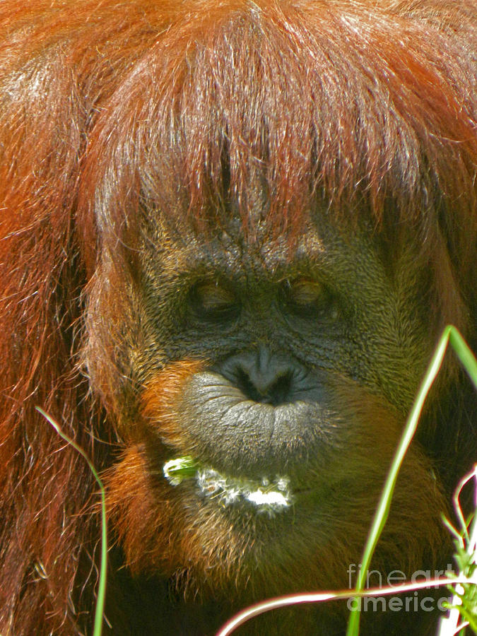 Orangutan Eating Green Photograph by Emmy Vickers