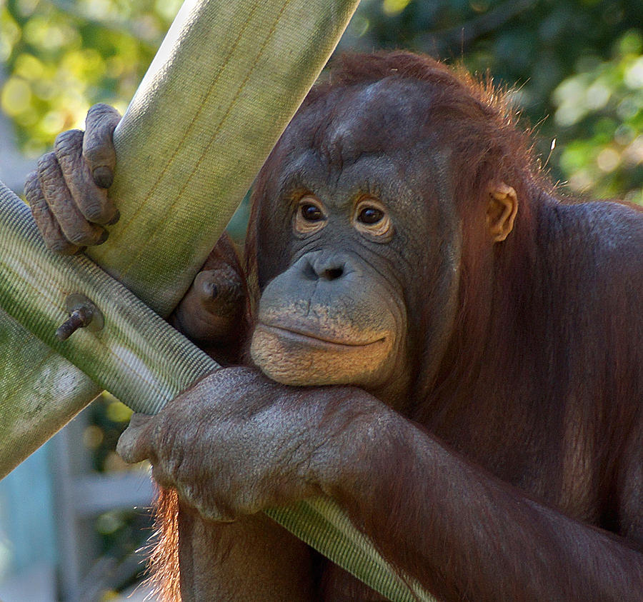 Orangutan face and hands Photograph by Jack Nevitt