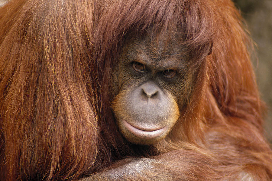 Orangutan Female Portrait Borneo Photograph by Gerry Ellis