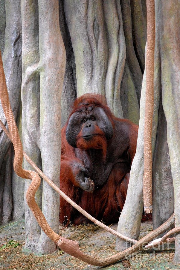  Orangutan  Digital Art  by Glenn Morimoto