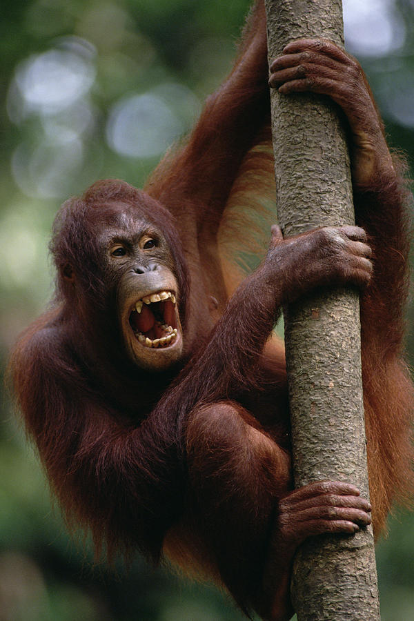 Orangutan Hanging On Tree Sepilok Borneo Photograph by Gerry Ellis