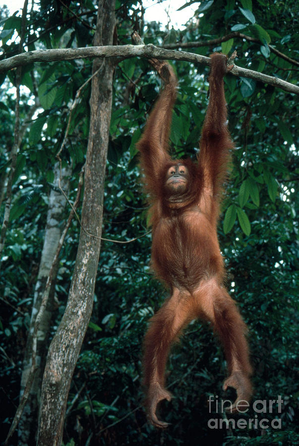 Orangutan In Malaysia Photograph by Mark Newman