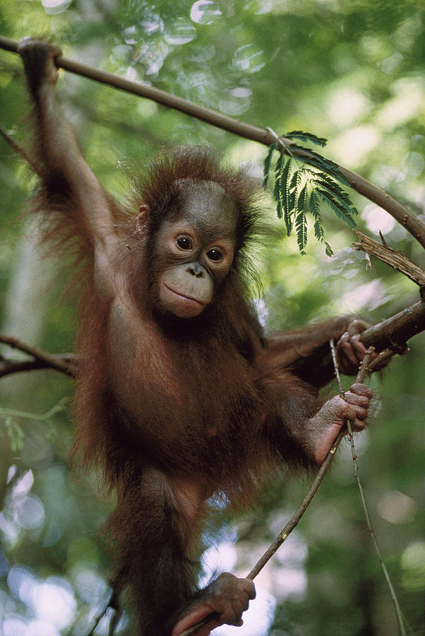 Orangutan Infant Hanging Borneo Photograph by Konrad Wothe