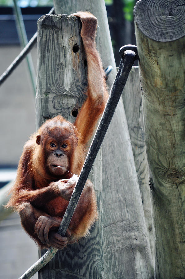 Orangutan Jaya Como Zoo 2 Photograph by Kyle Hanson