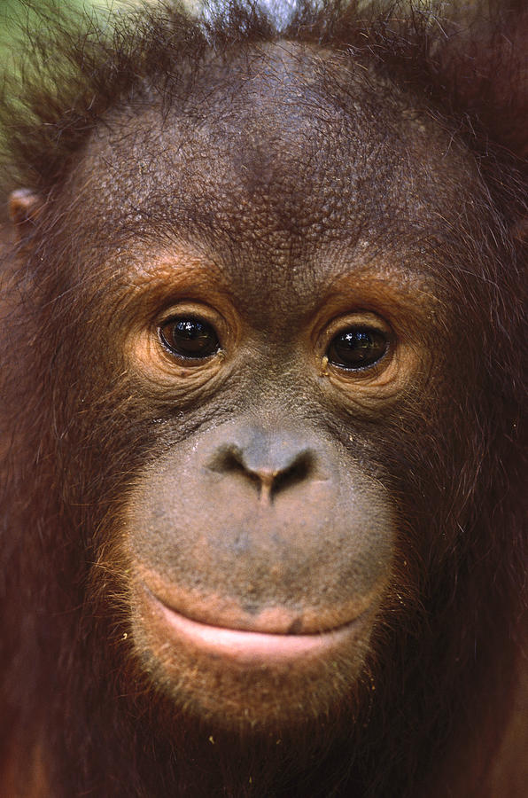 Orangutan Juvenile Borneo Photograph by Gerry Ellis