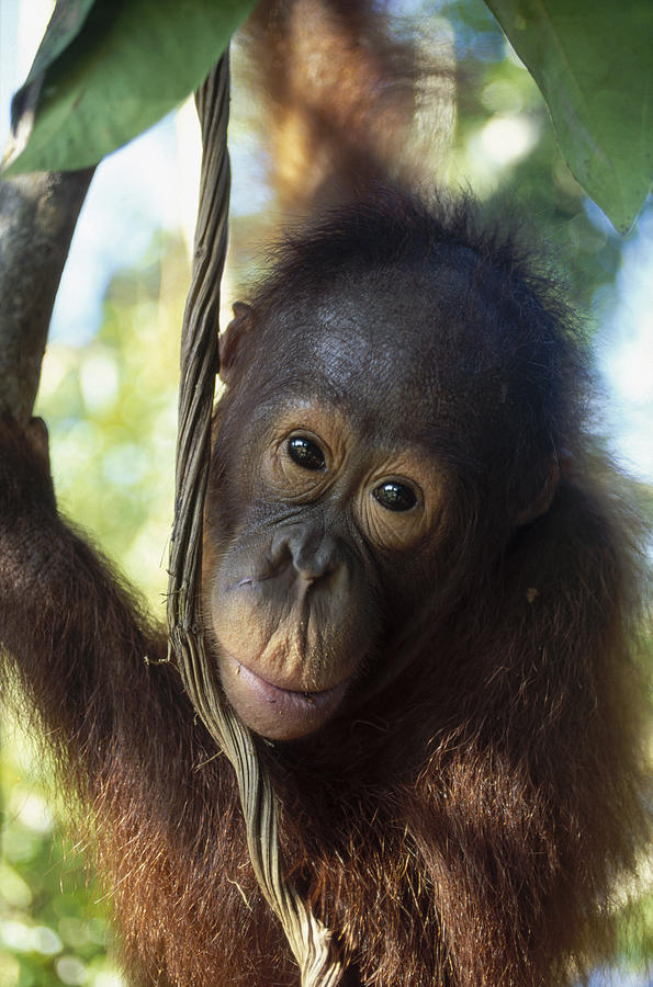 Orangutan Juvenile Borneo Photograph by Konrad Wothe