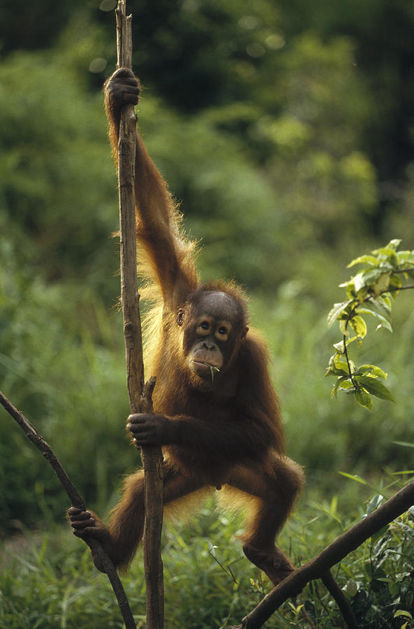 Orangutan Juvenile On Liana Borneo Photograph by Konrad Wothe
