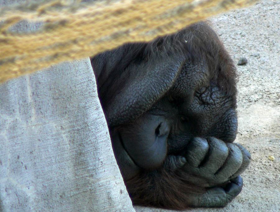 Orangutan Photograph by Laurel Powell