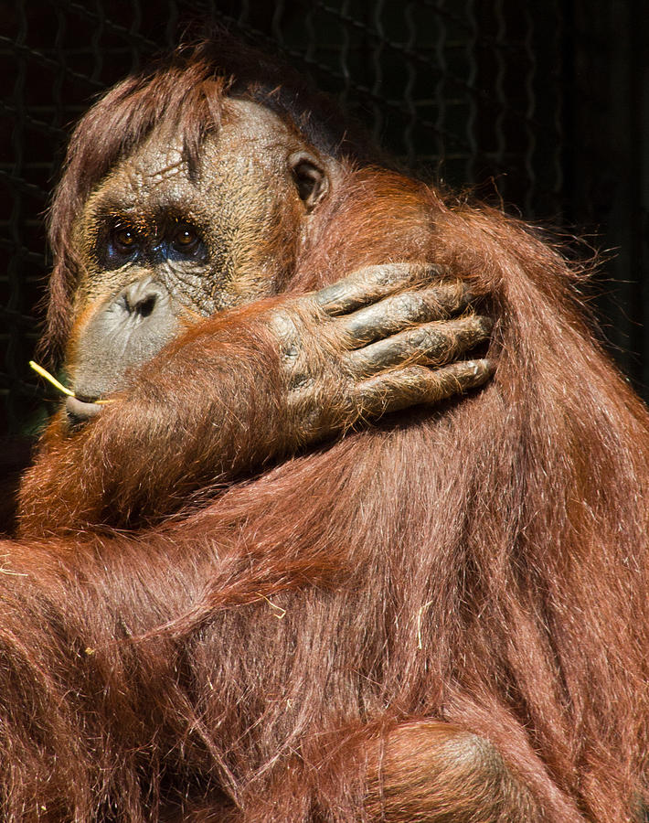 Orangutan Photograph by Leah Palmer