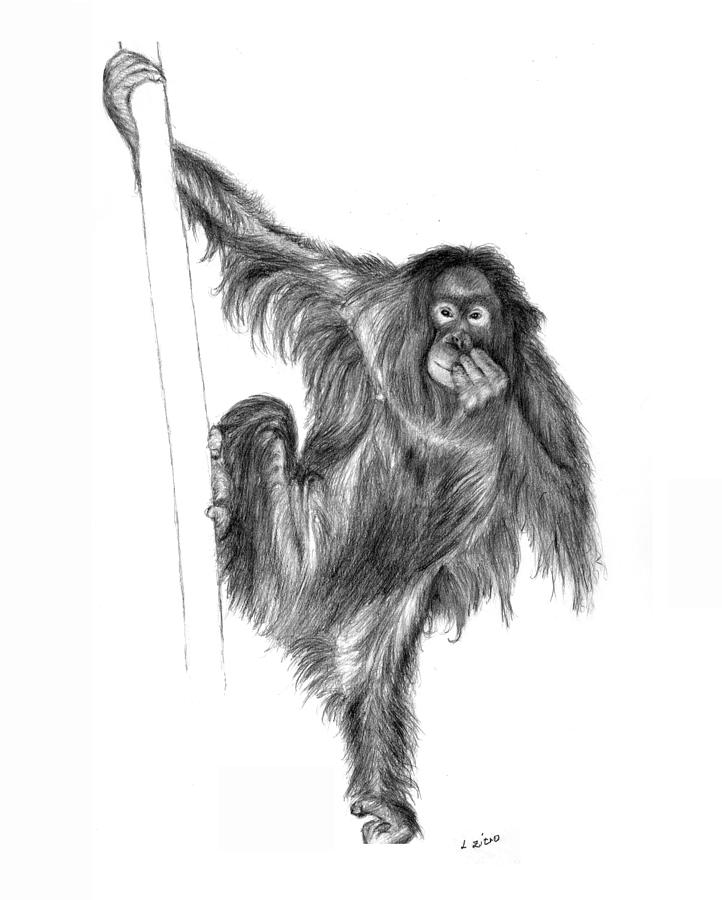 Animal Drawing - Orangutan by Lou Ortiz