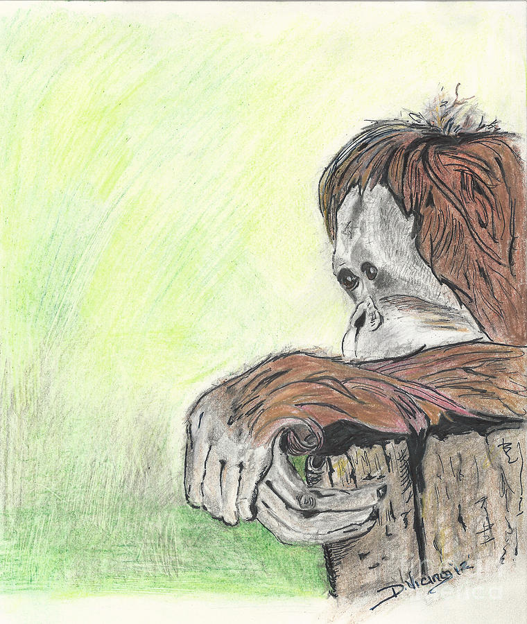 Animal Drawing - Orangutan Love by Deborah Vicino