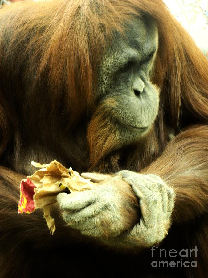 Orangutan Photograph by Michelle Frizzell-Thompson