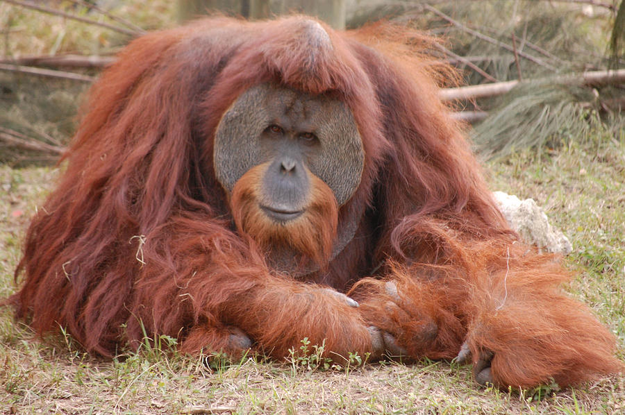 Orangutan Photograph - Orangutan by Mitchell Rudin